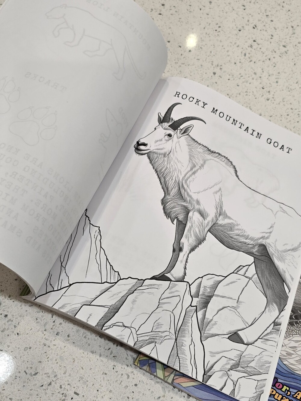 Hunt & Learn Coloring Book Collection - Picture 6 of 8